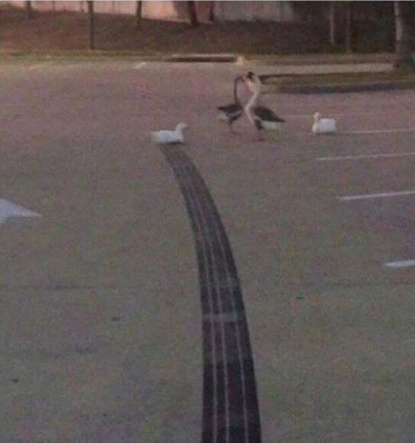 Need for speed Duck Edition. Exclusive on PC