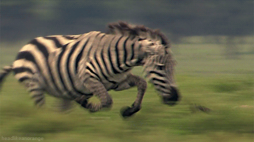 Go home zebra you are drunk