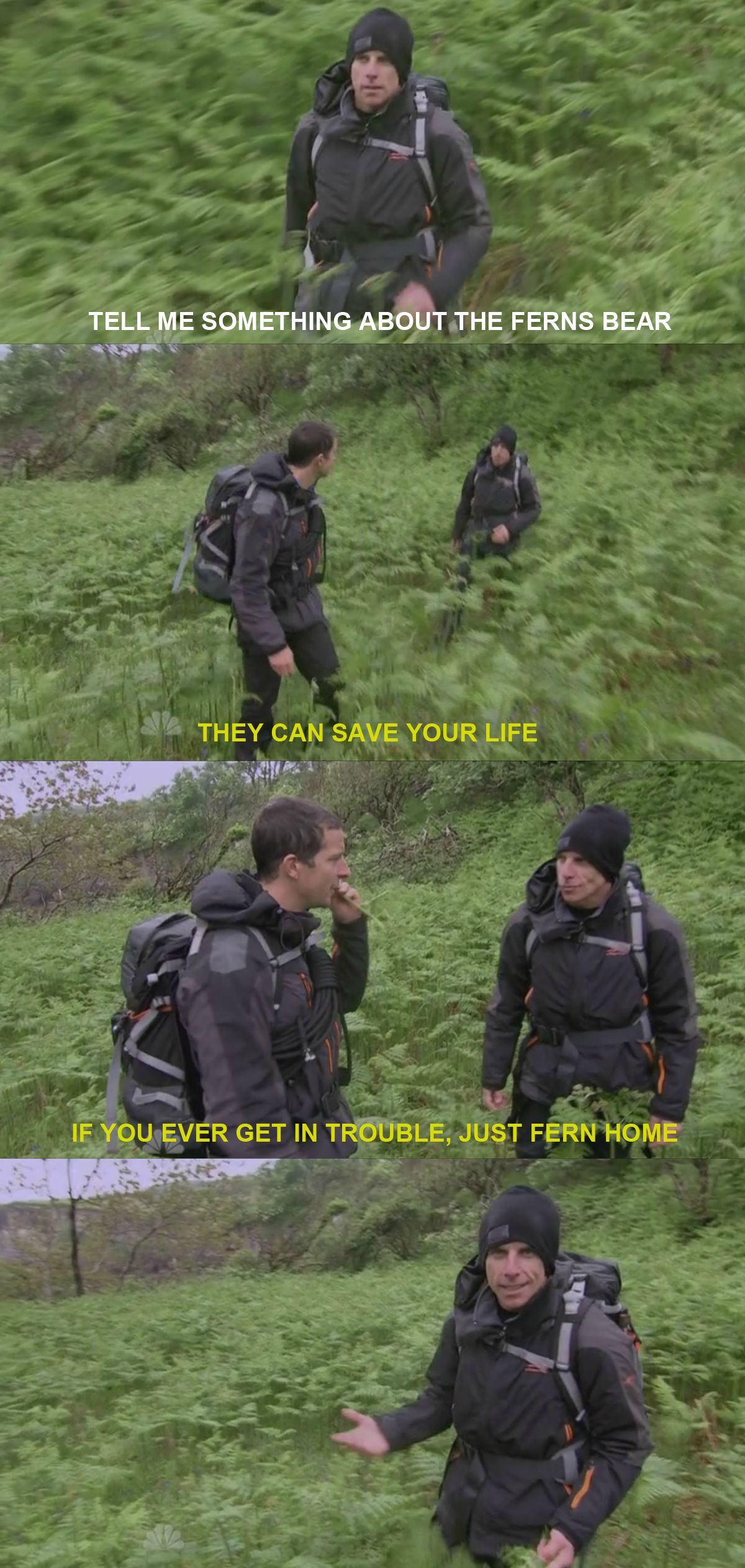 Tell me something about the Ferns, Bear.