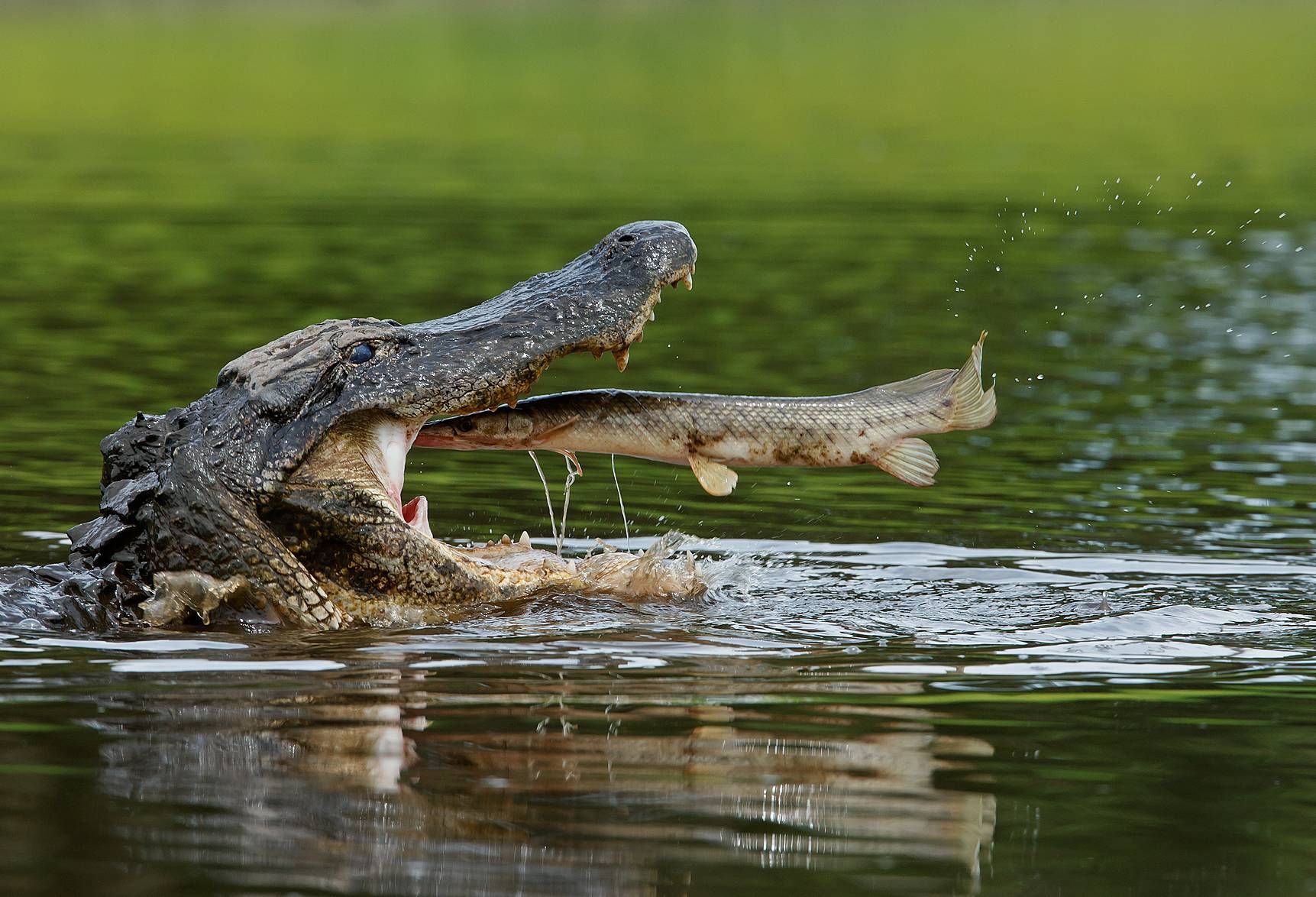 Alligator gar jumping into alligators mouth.
