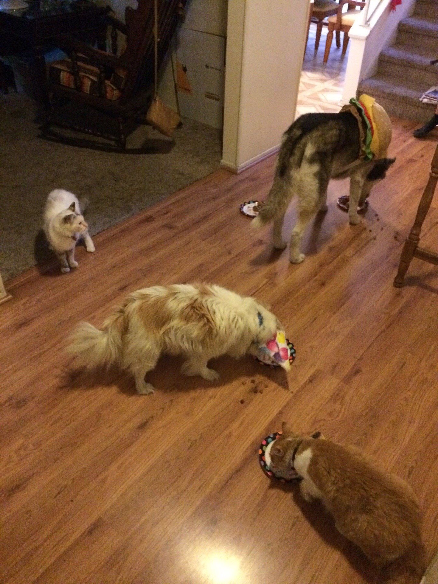 I am living abroad and asked my parents to celebrate my dog's birthday since I am away. My dad texted me this picture titled, "Birthday Party".