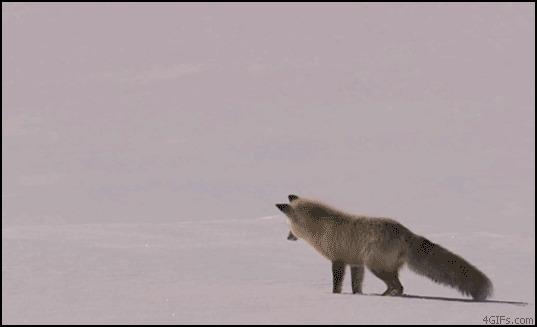 Snow fox hunting fail