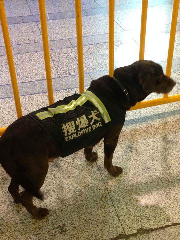 Dogs in Japan are dangerous.