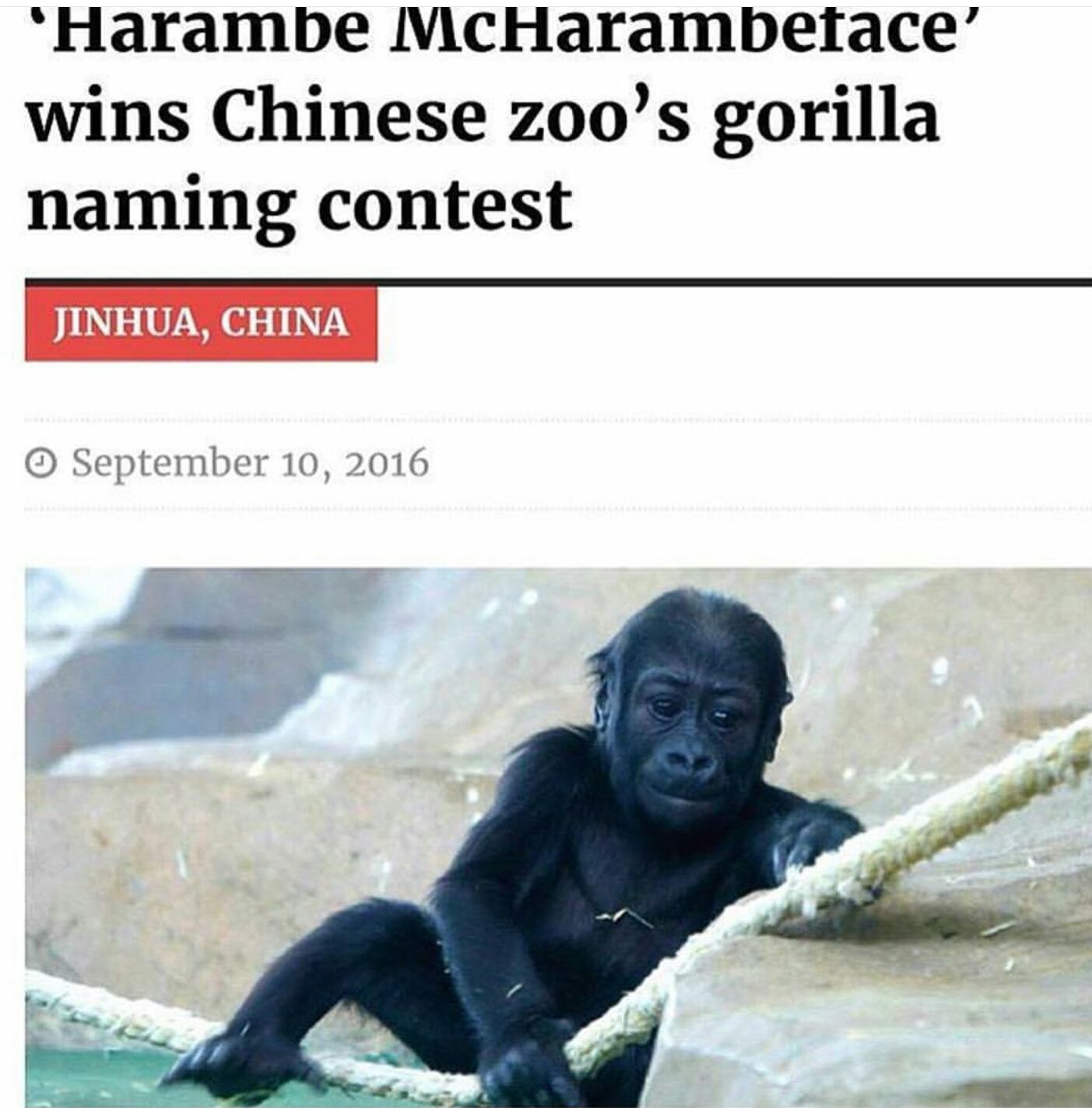 Harambe mcharambeface wins gorilla naming contest