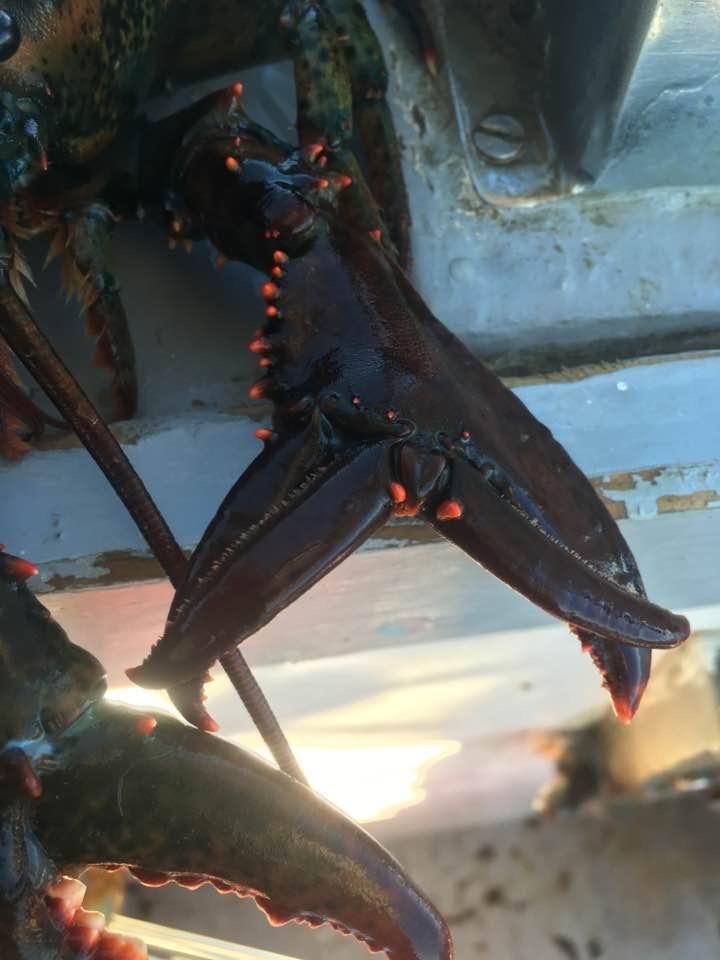 My cousin caught a lobster with double pinchers. Both claws work.