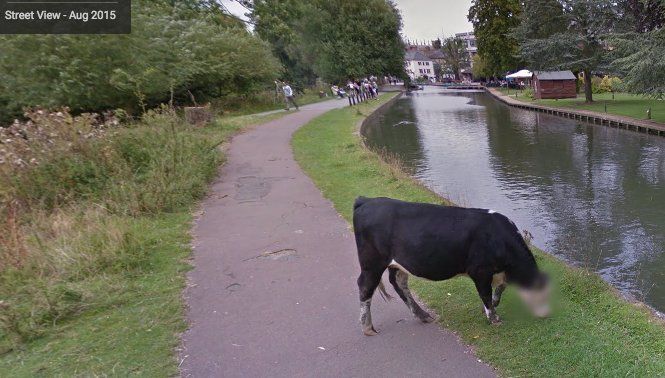 I'm glad Google is taking cow privacy seriously.