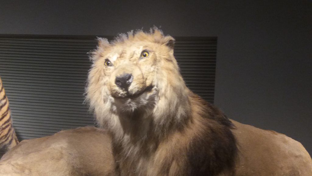 Found this poorly stuffed lion in a Chinese museum last week