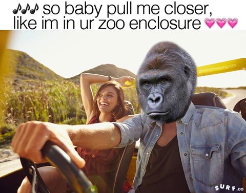 dank dank dank