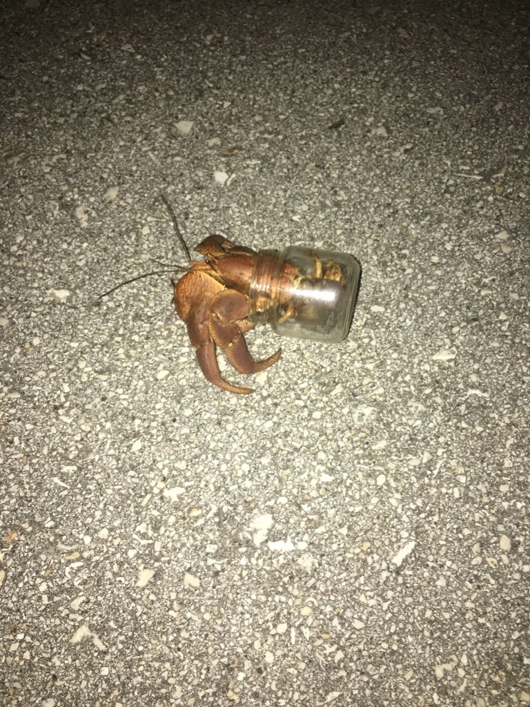 This hermit crab is using a baby food jar as his protective shell.
