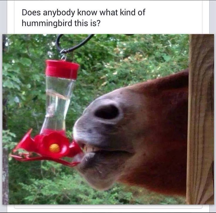 Its obviously a crocodile