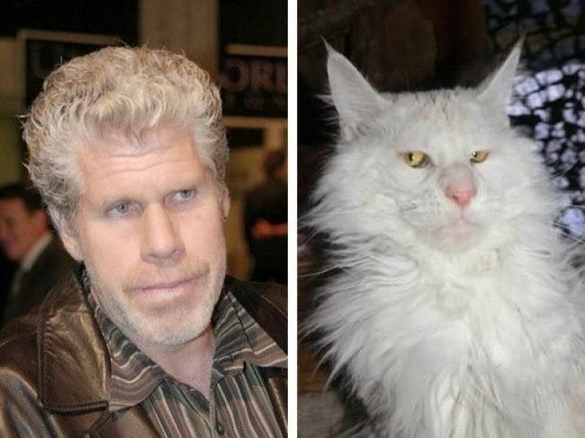 Maine coons look like Ron Perlman