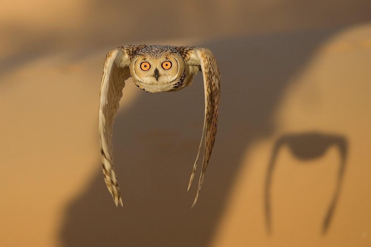 PsBattle: An owl mid-flight that resembles a TIE Fighter