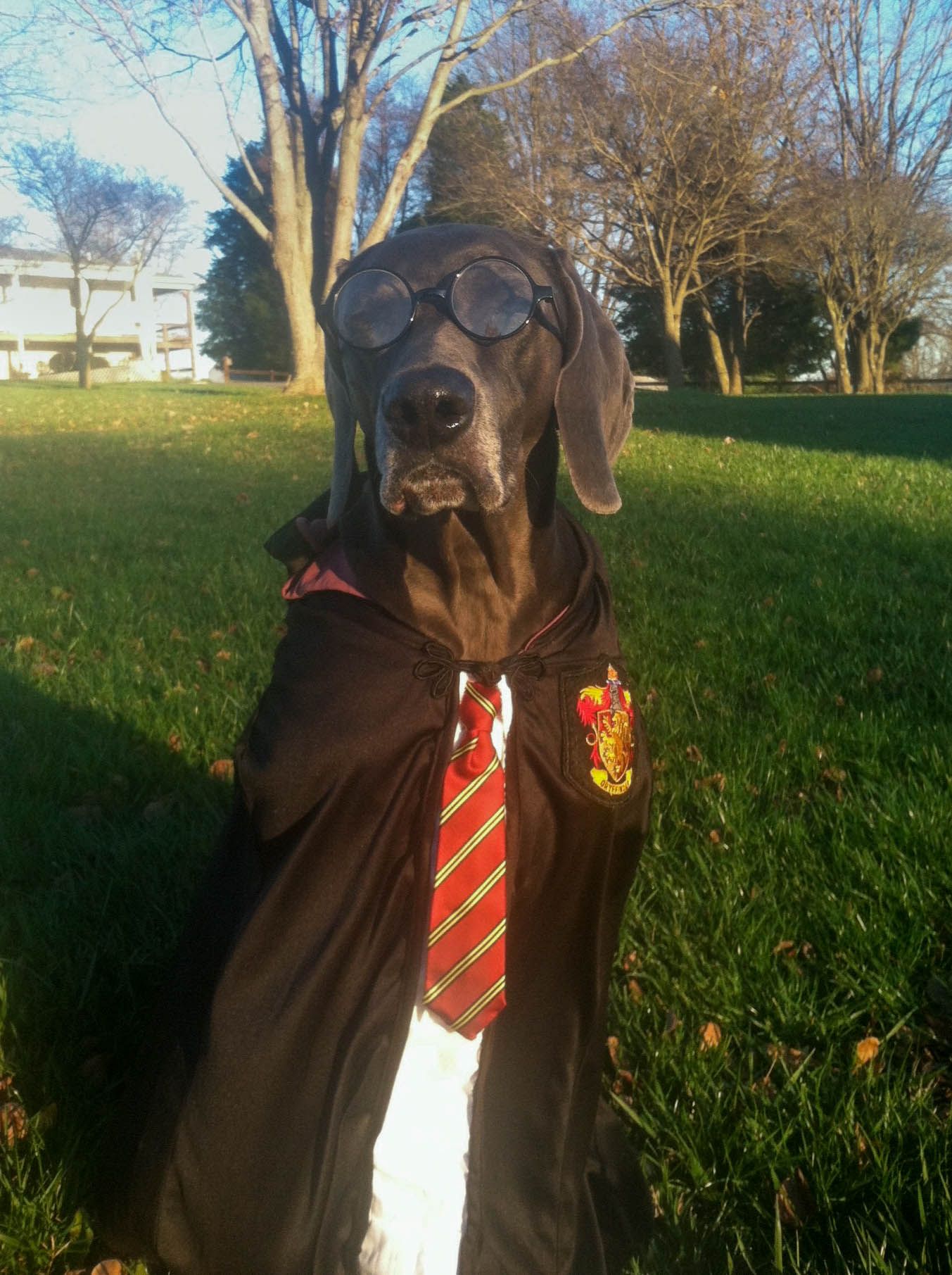 While I was away at school my mom made a Harry Potter costume for my dog on my birthday