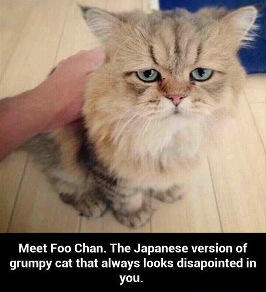 The japanese version of grumpy cat