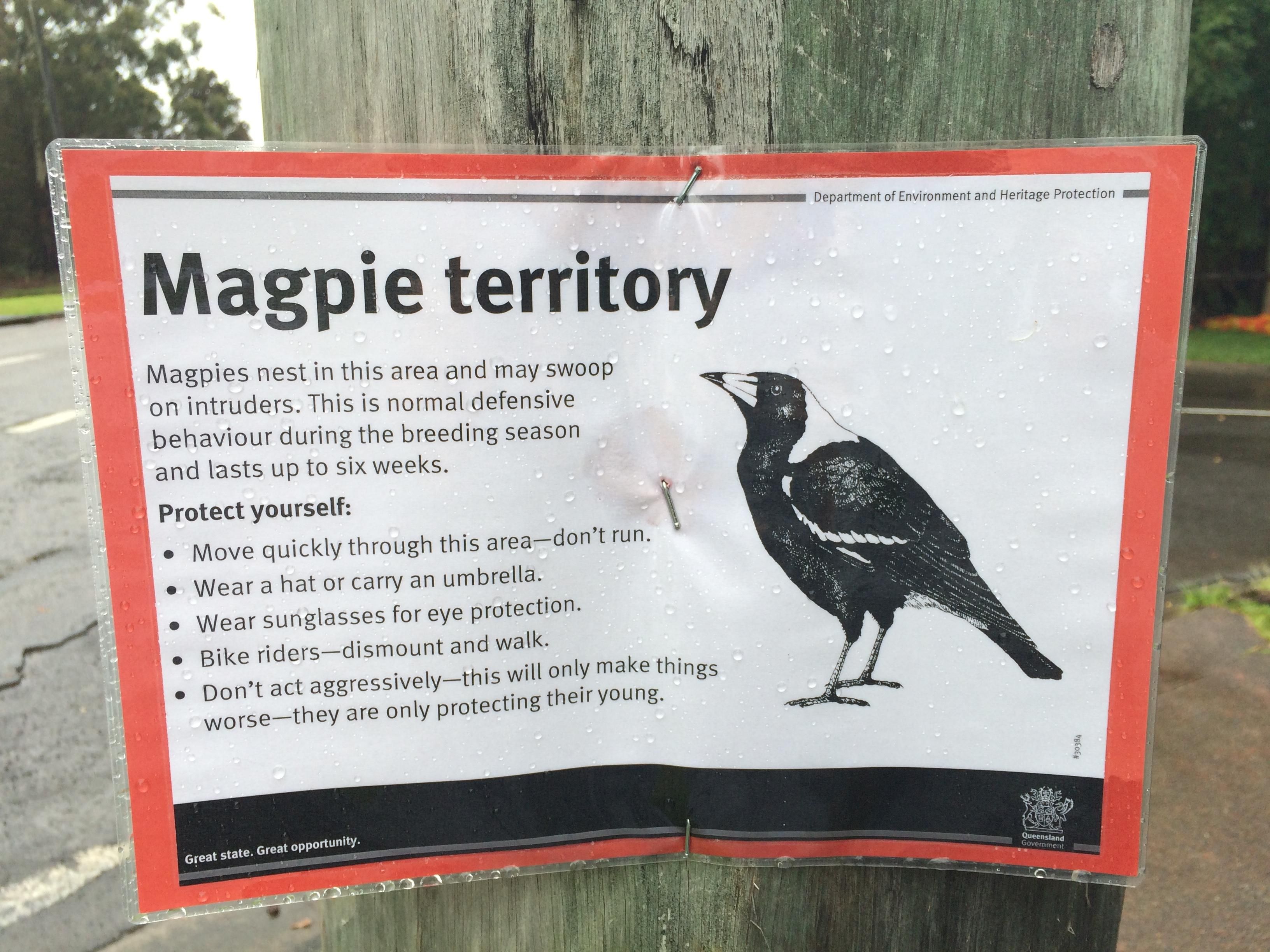 My town has these magpie warnings on every street pole.