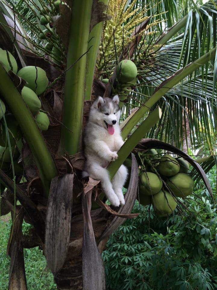 PsBattle: A dog in a tree