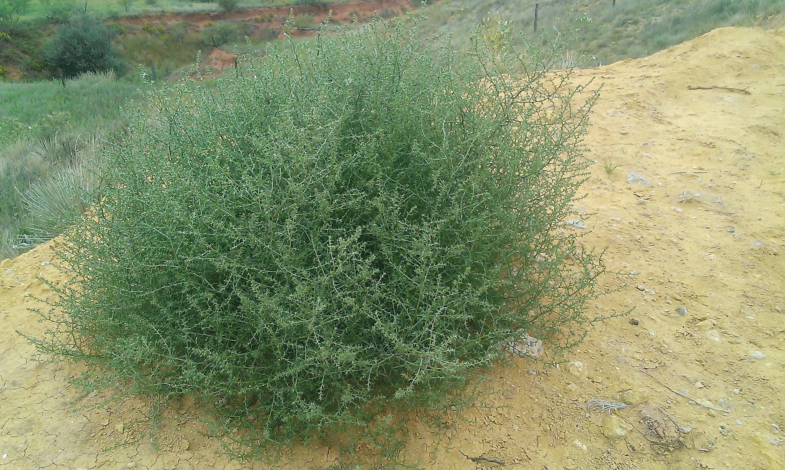 This is what a tumbleweed looks like before it dies and roams the land.