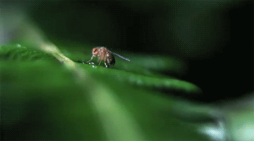 The Hawaiian Caterpillar