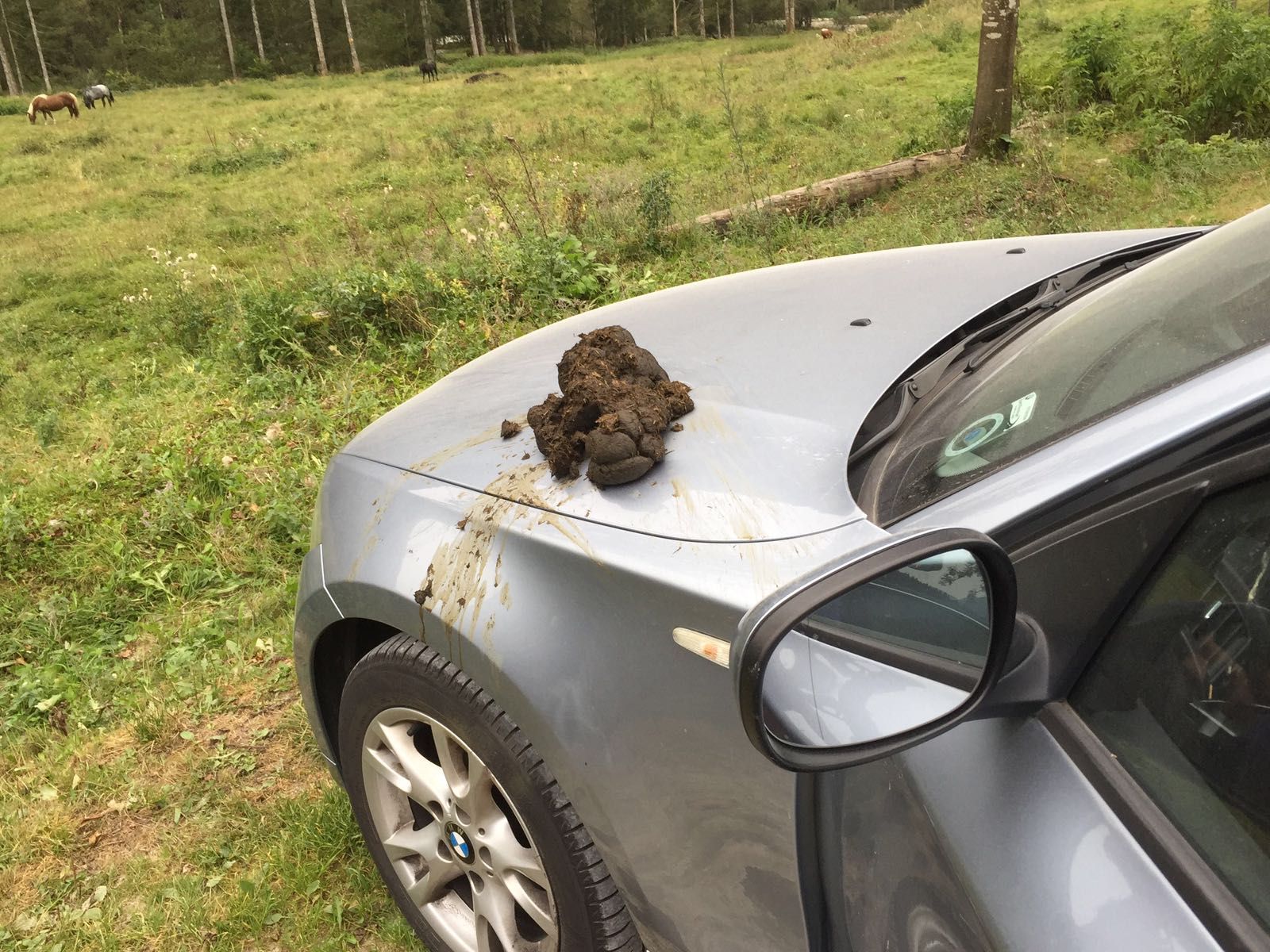 A horse took a dump on my Girlfriend's car.