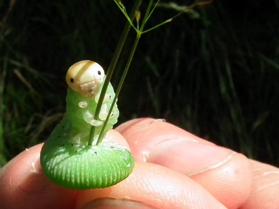 PsBattle: Caterpillar posing while holding a blade of grass