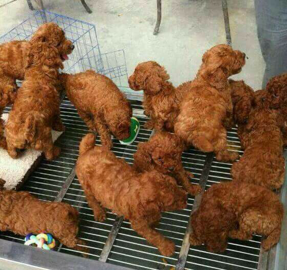 I must be hungry, but these puppies look like fried chicken.