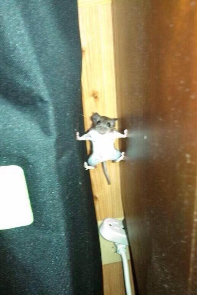 Special Ops mouse captured in the middle of operation mooncheese