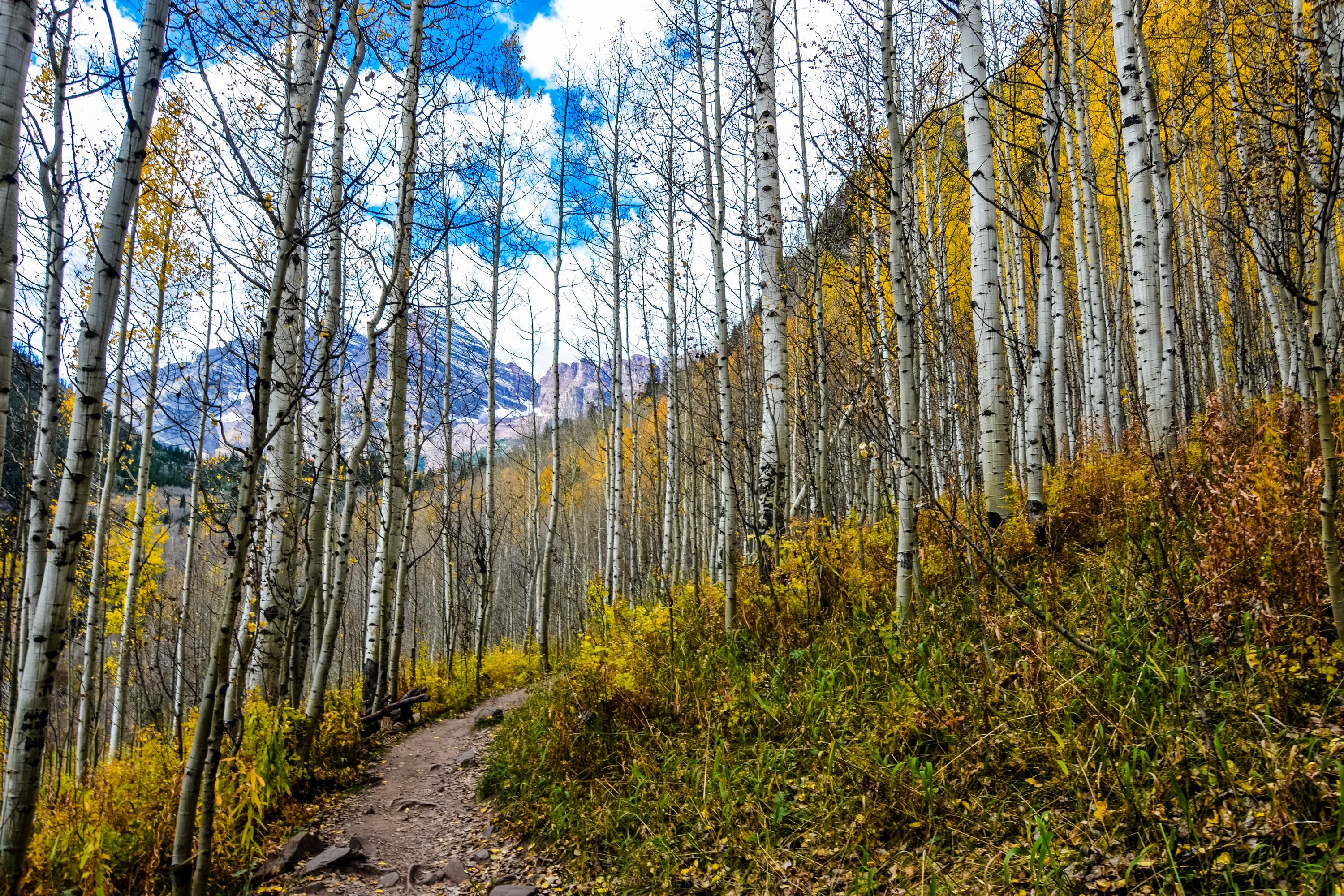 I passed through this glorious forest while hiking the Maroon Bells in Colorado