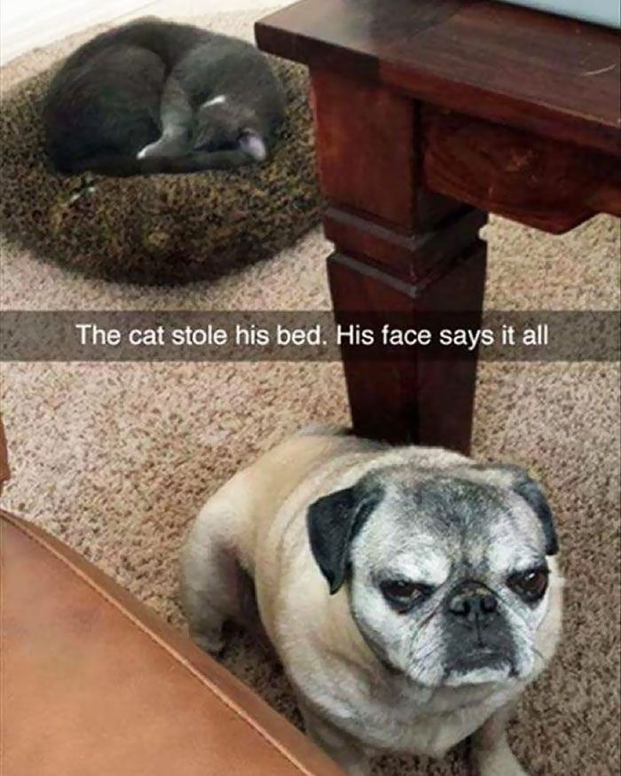 The cat stole his bed. his face says it all