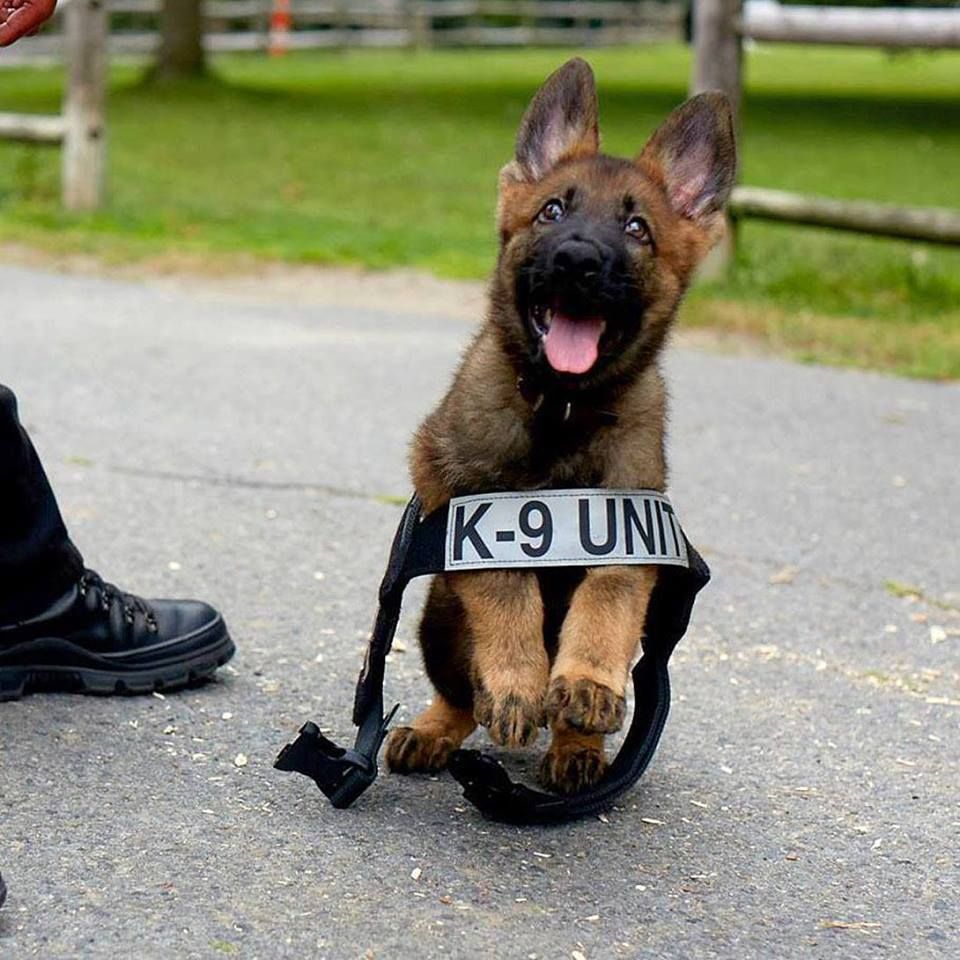 Boston Police puppy