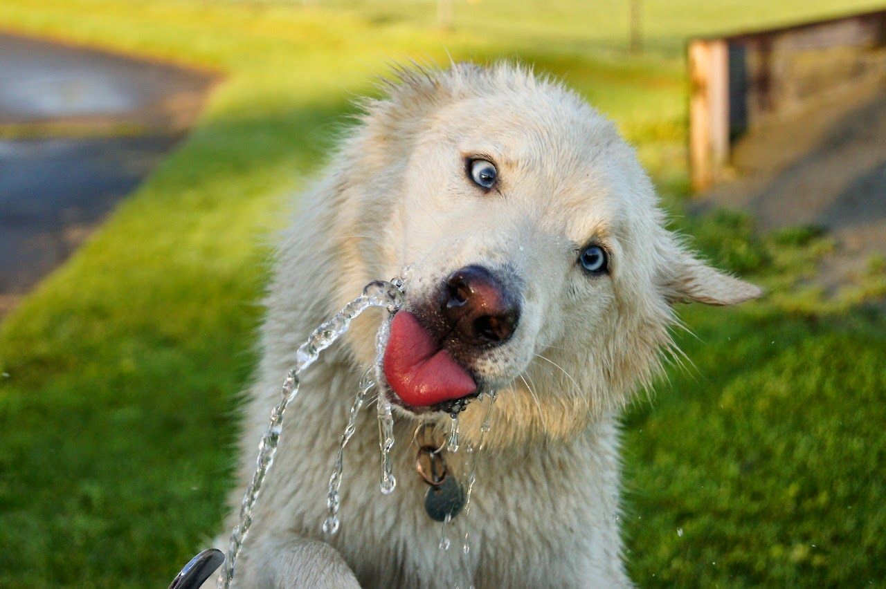 Drinking water