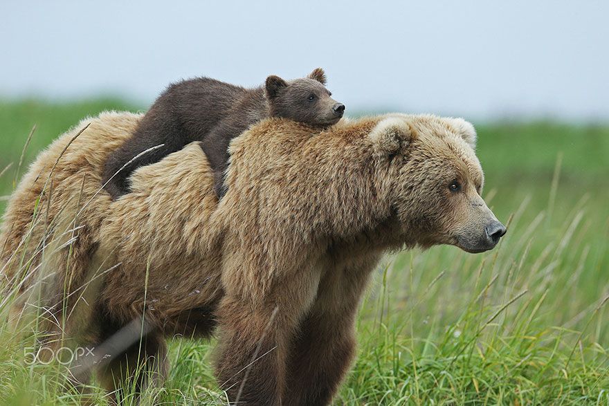 Momma Bear and baby bear