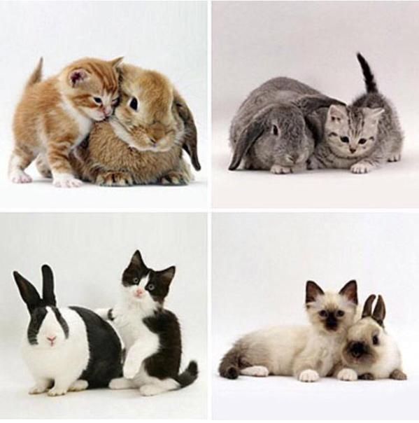 Kittens and their matching bunnies