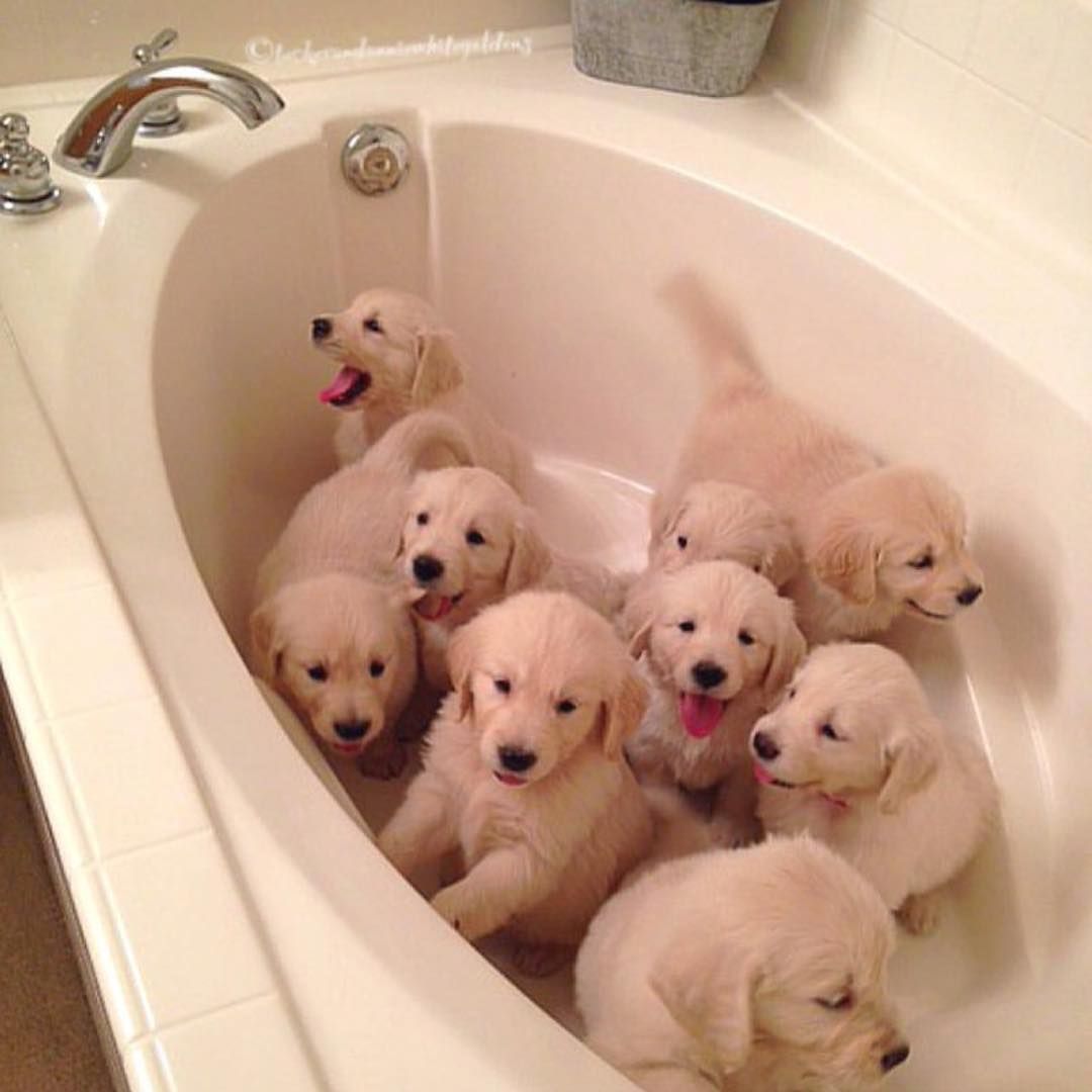 The Golden Tub