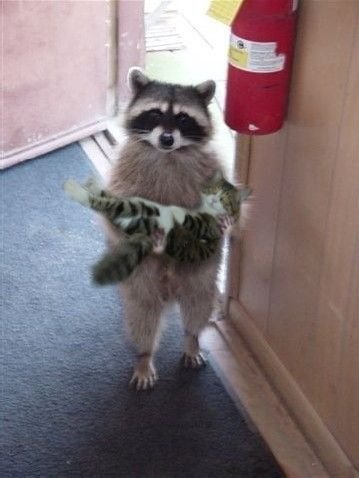 Sir, I found this cat. Does it belong to you?
