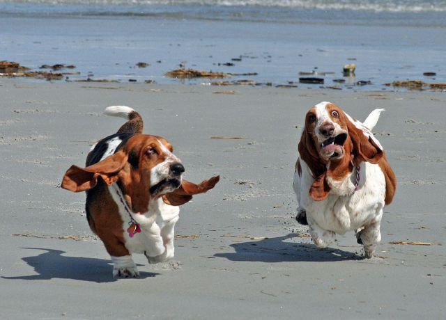 We've all been misled.. The zombie apocalypse infects dogs, not people ...Run!