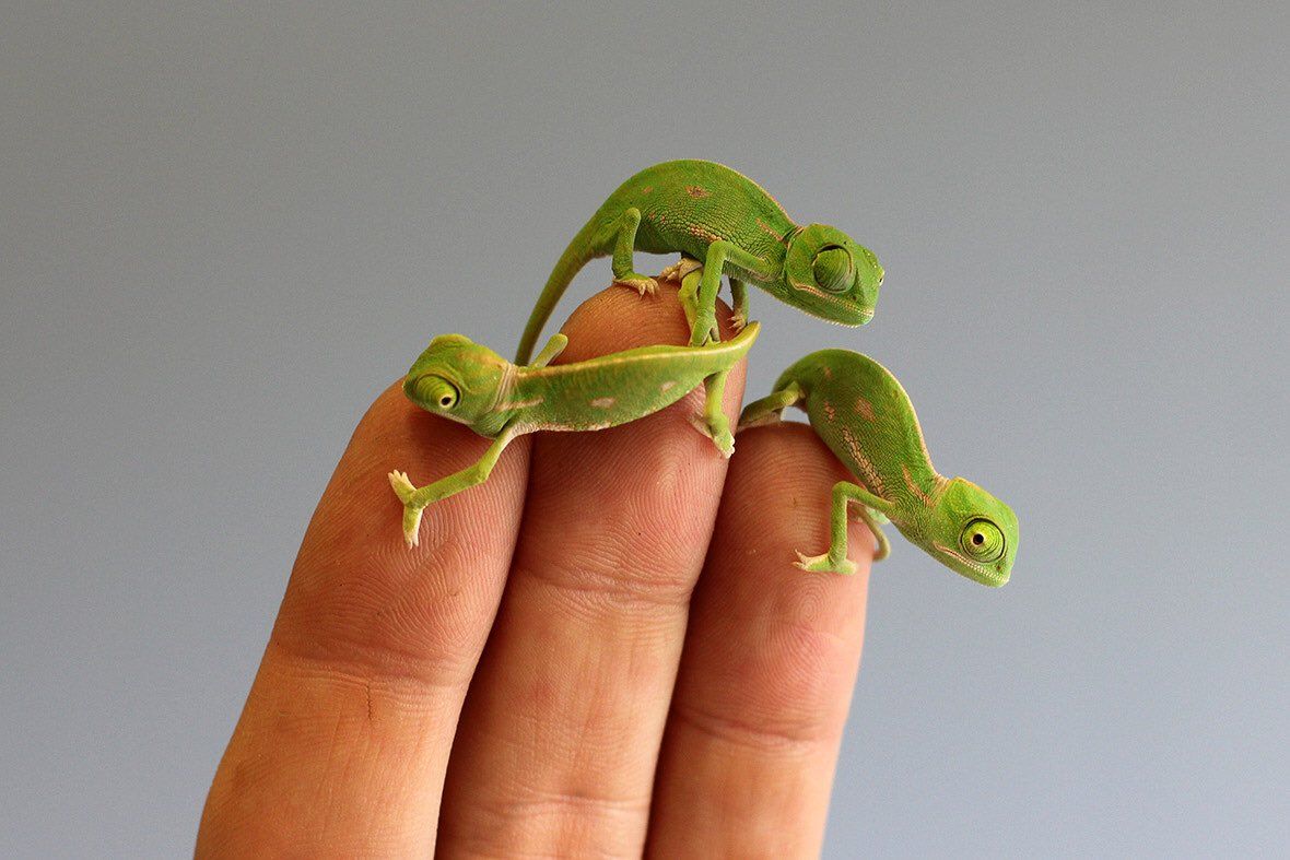 Chameleon babies are aww too.