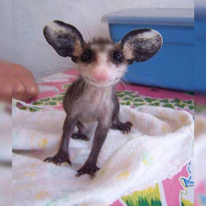 Just in case you've never seen a baby opossum before...
