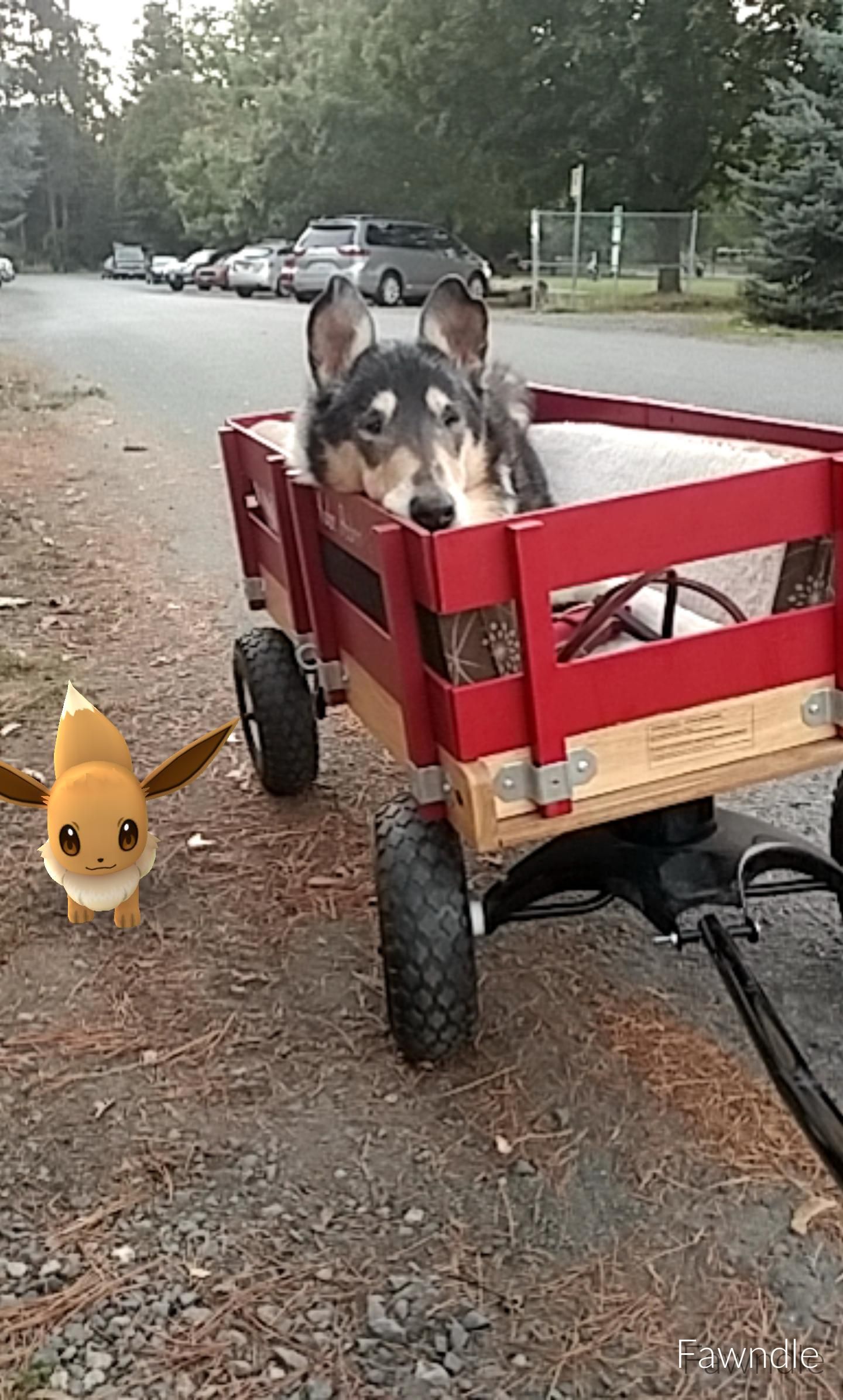 Haven't been able to get far in the game because my walking buddy can't go for more than a few blocks these days. Until yesterday, that is! Three hatches, 7 candies, and counting!