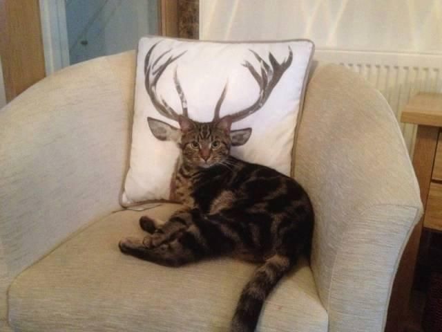 Look, I'm a deer!