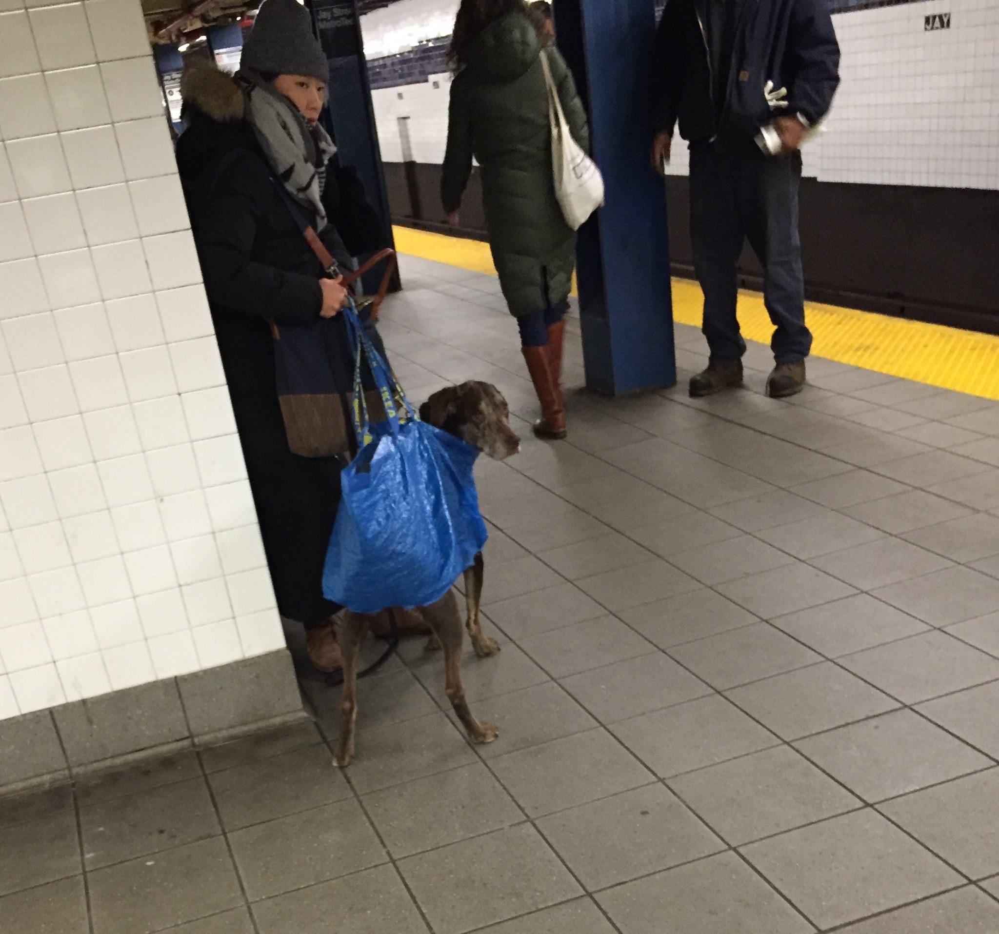 So NYC MTA banned all dogs unless the owner carries them in a bag. I think this owner nailed it.