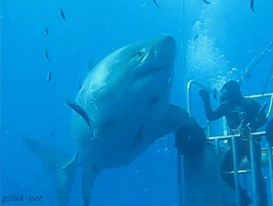 Hi Five with the largest great white shark ever seen