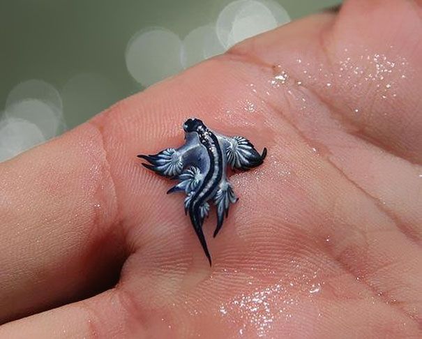 Just in case you've never seen a Glaucus Atlanticus