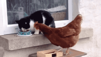 Chicken took away food from cat.
