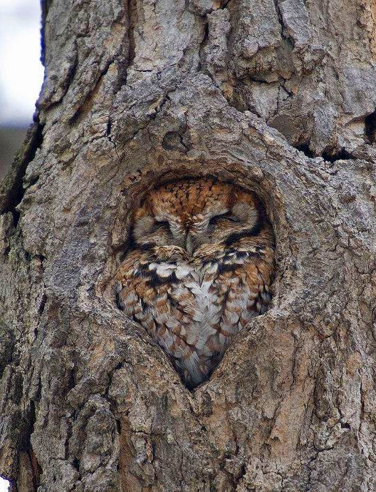 The Way This Owl Is In This Tree