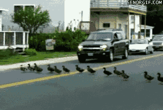 Mother of ducks.