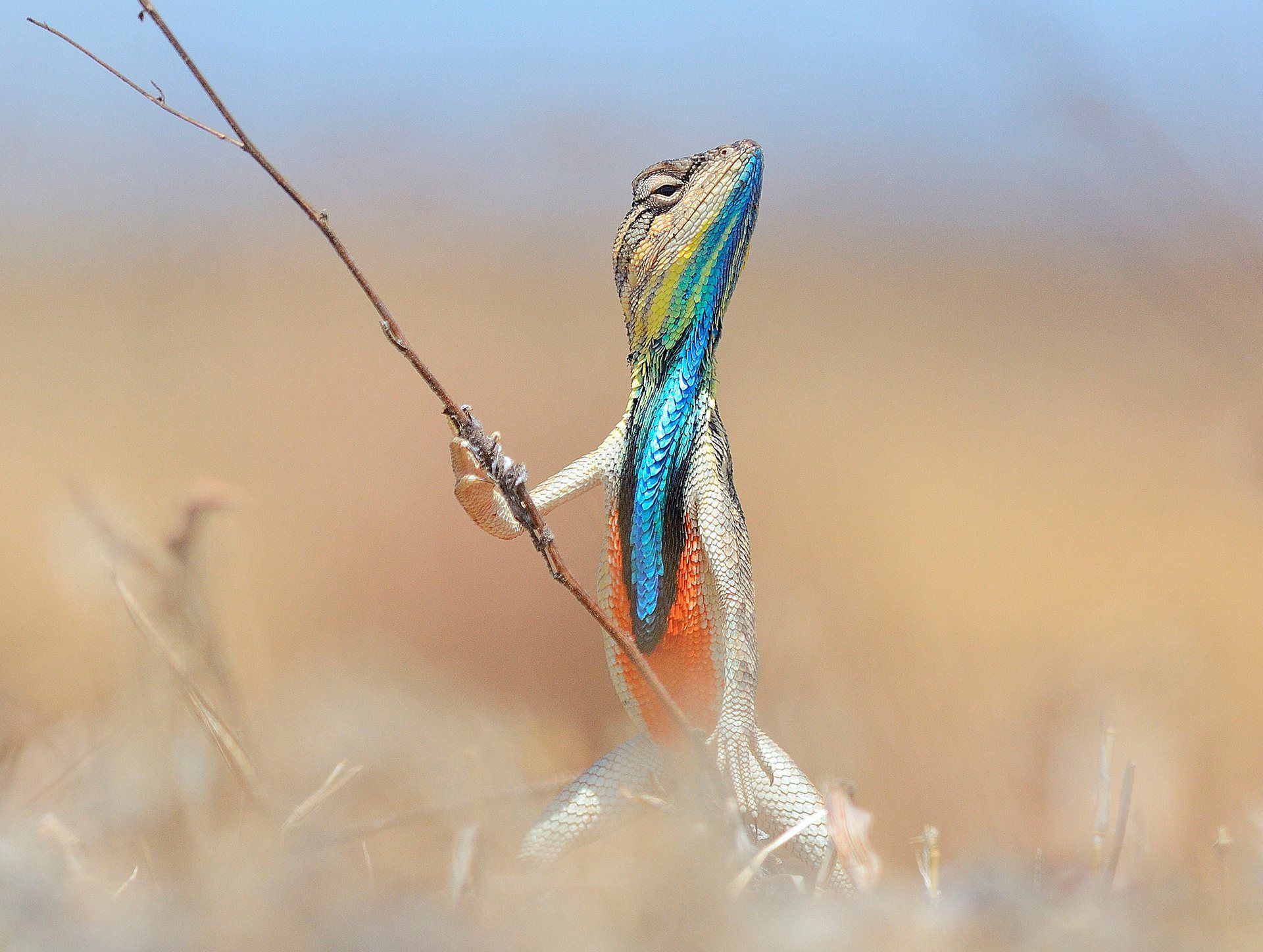PsBattle: Colorful lizard holding a twig