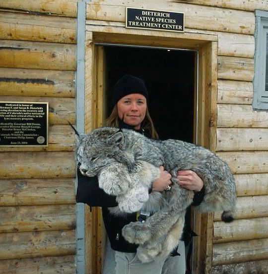 This lynx and it's huge paws