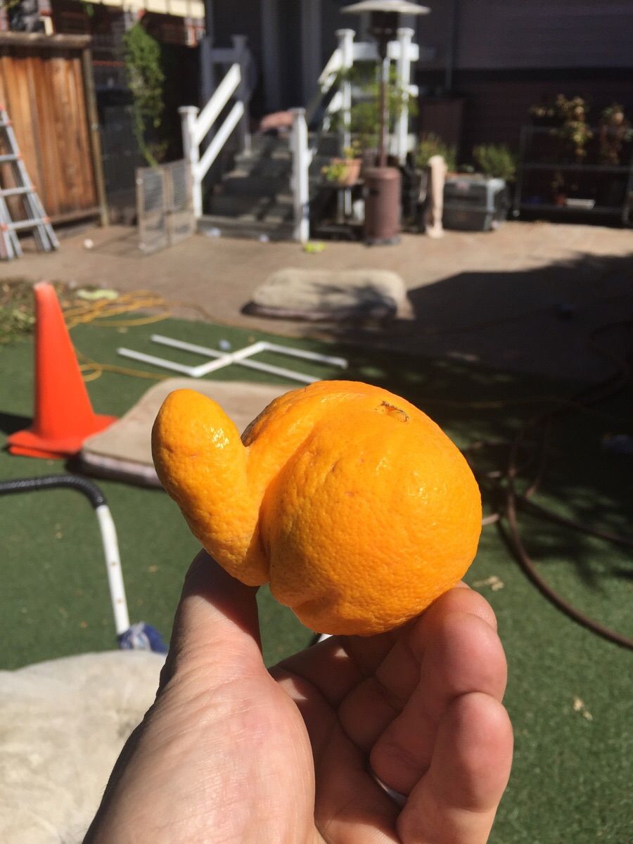 My friend picked an orange from his yard...