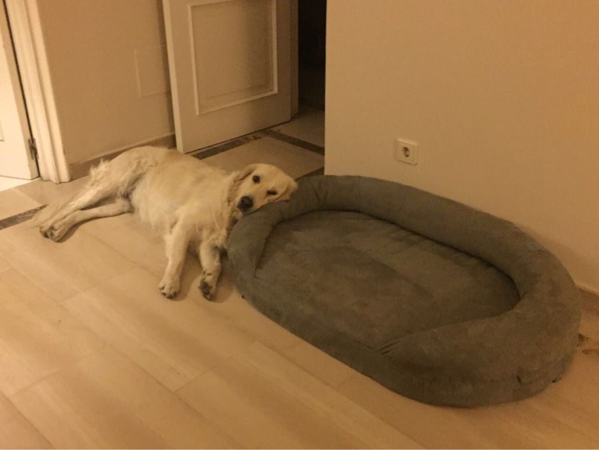 $100 bed.
