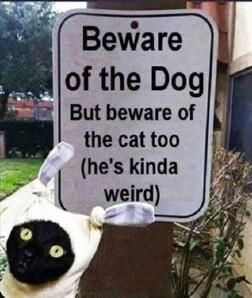 Beware of the cat too!